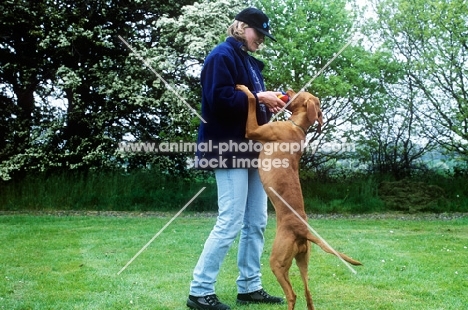 undocked hungarian vizsla standing up with owner