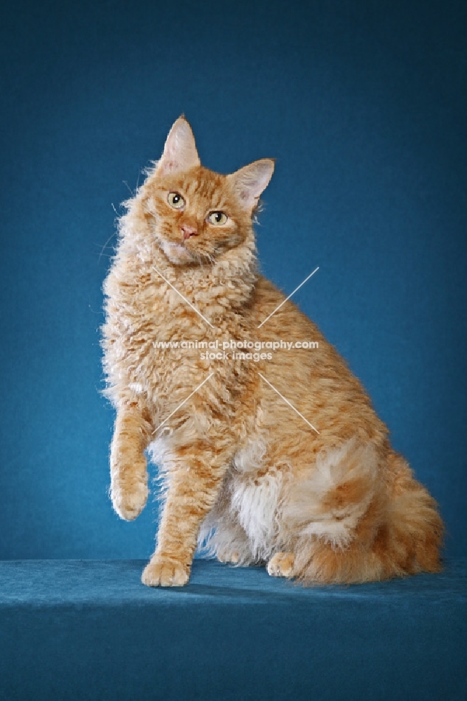 Laperm cat sitting on teal background, 4 year Red Mackerel Tabby LaPerm Neuter