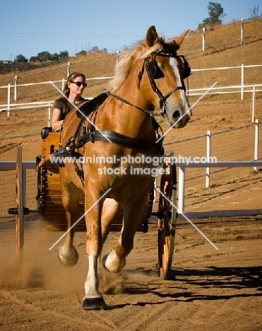 Belgian Draft horse