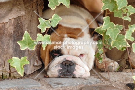 English Bulldog looking lazy