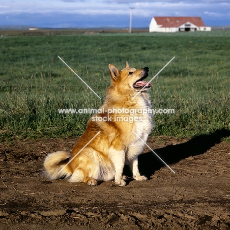 iceland dog sitting on a track at Olafsvellir, iceland