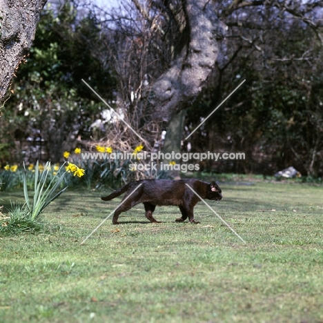 brown burmese cat, skipper, patrolling his territory