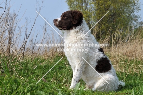 Wetterhound sitting down