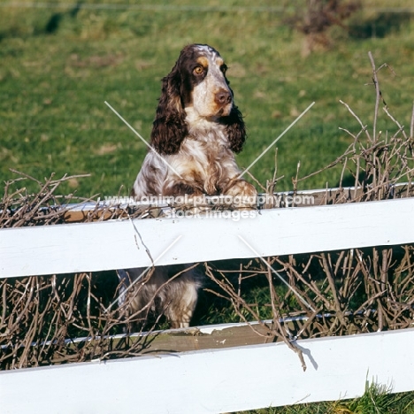cocker spaniel standing up, staring over fence
