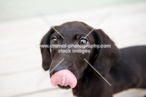 Dachshund mix puppy on deck, licking nose