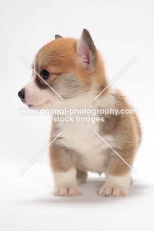 Welsh Pembroke Corgi puppy on white background