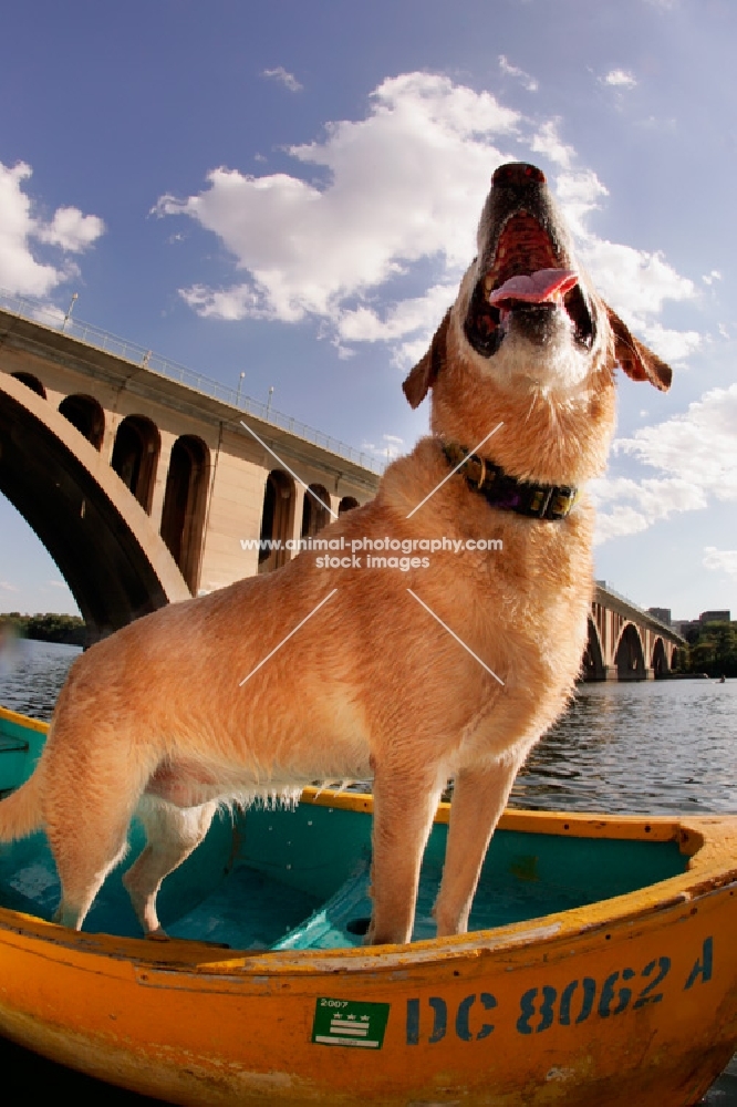 yellow labrador standing in canoe looking up