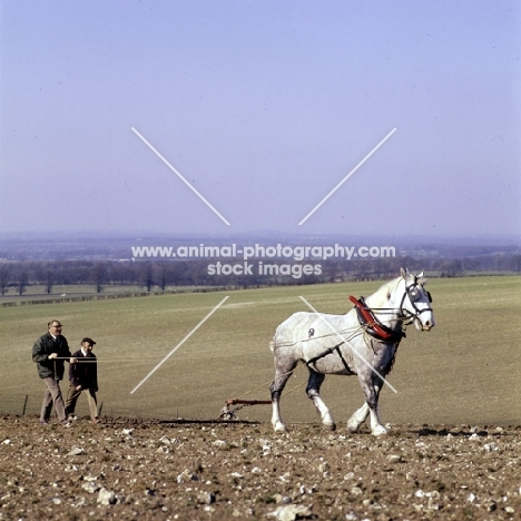 percheron working with harrow