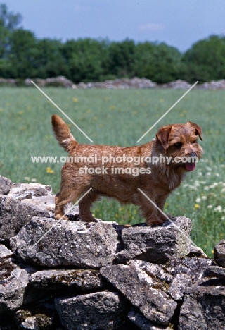 norfolk terrier standing on a wall