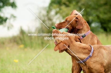 two Hungarian Vizslas playing together