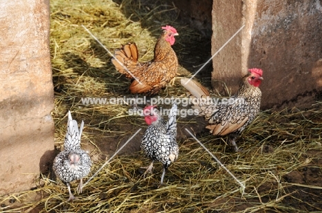 four Sebright Bantam chickens on straw