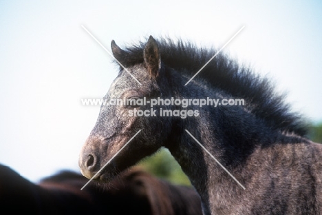 dartmoor foal