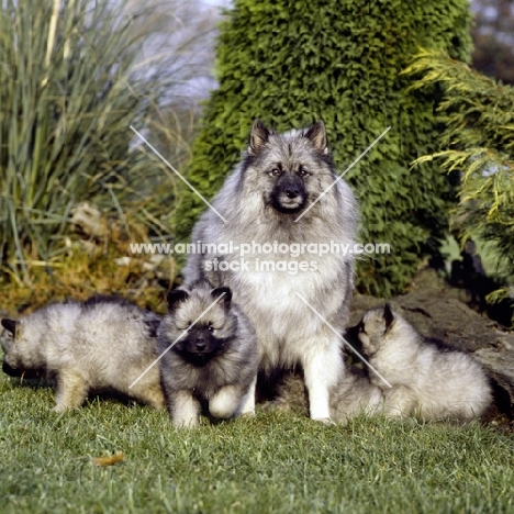 keeshond bitch with her puppies (by kind permission of Edward Arran)