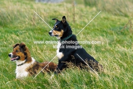 2 Welsh Sheepdogs (aka Welsh collie)