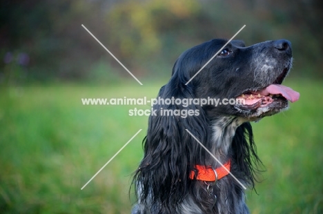 black and white English Setter with orange collar in a field