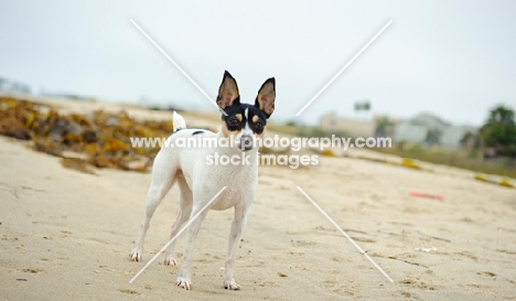 Toy Fox Terrier on sand