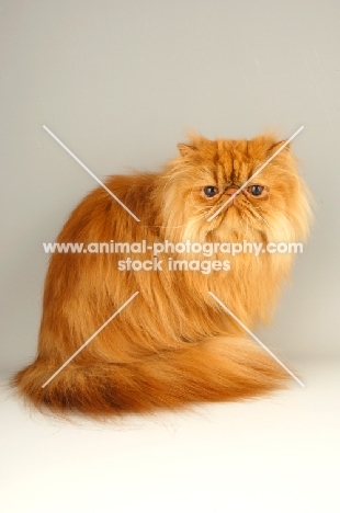 red Persian sitting on grey background