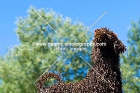 wet standard poodle