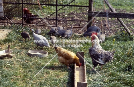 cock, hens and guinea fowl at feeding trough
