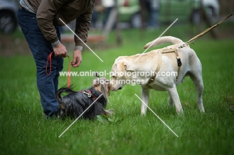 A cream labrador retriever and a yorkshire terrier looking and smelling at each other while on lead