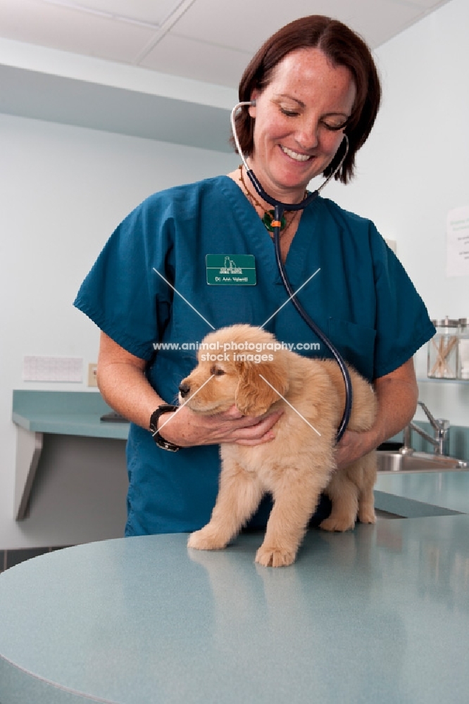 Golden Retriever puppy at the vets