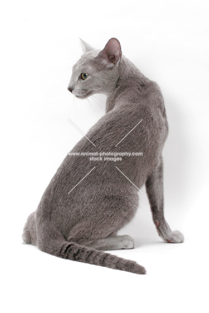 Russian Blue