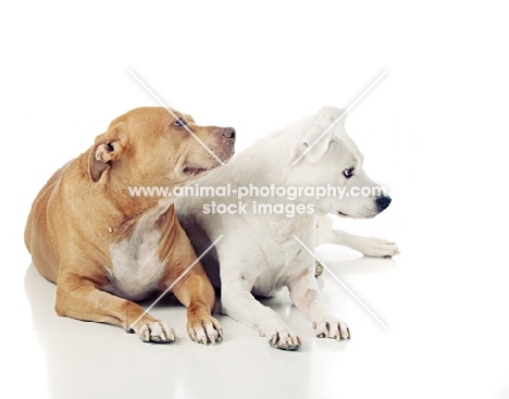 American Pit Bull Terrier looking away, lying down on white background