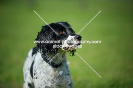 Portrait of a serious black and white springer spaniel with a heart-shaped name tag