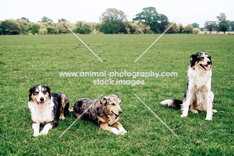 three welsh collies in a field
