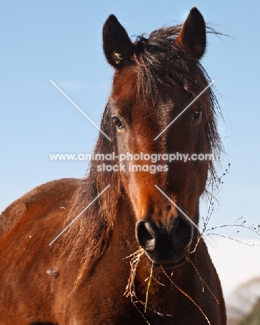 Morgan horse portrait, looking at camera