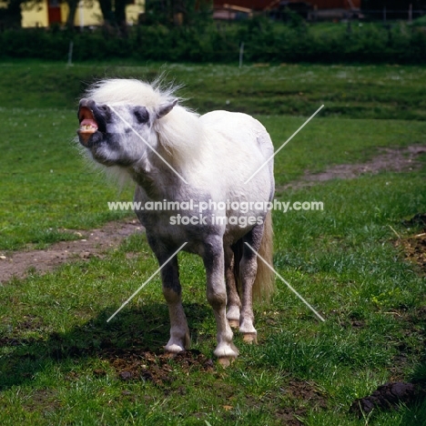 shetland pony scent savouring by pile of dung