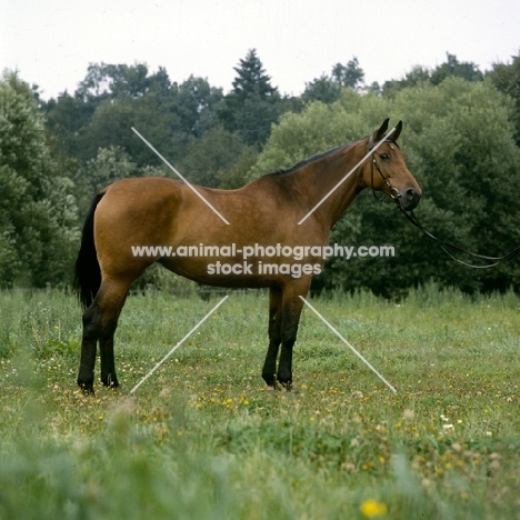 piruette, swedish warmblood 