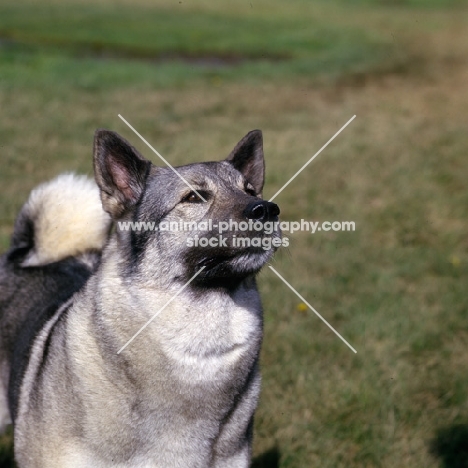 am ch eagle's celestial charm norwegian elkhound head and shoulder shot