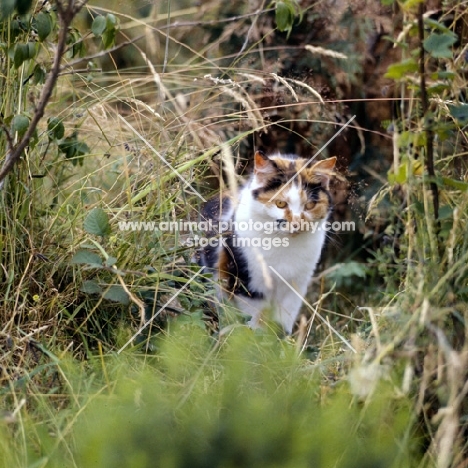 tortoiseshell and white cat, non pedigree, in long grass