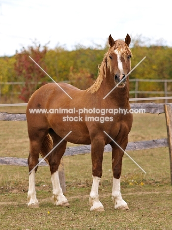 Welsh Cob (section d), with stocking markings