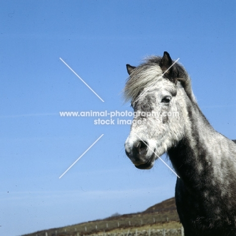 Maggie, Eriskay Pony head study 