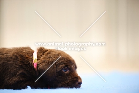 Labrador Retriever puppy