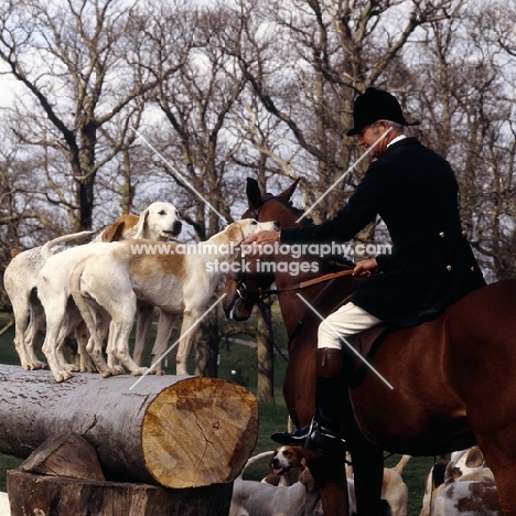  foxhounds of the beaufort hunt on logs with huntsman praising them.