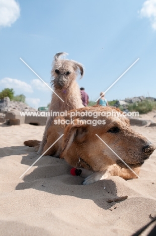 two mongrel dogs playing on beach