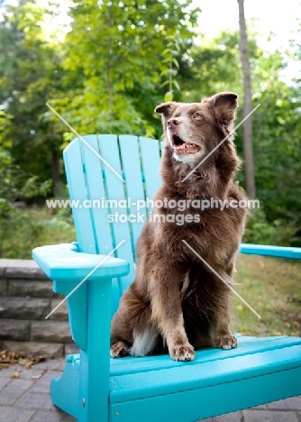 Red Australian Shepherd sitting on teal chair outdoors.