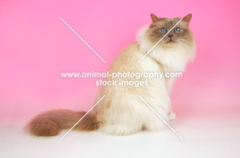 Lilac point Birman cat looking at camera