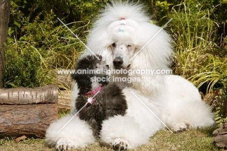 Standard and Miniature Poodle