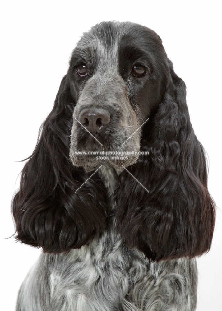 Cocker Spaniel on white background, portrait