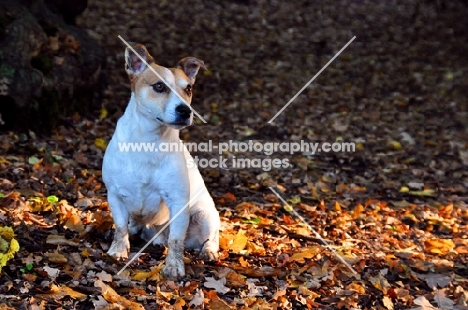 Jack Russell terrier amongst autumn leaves