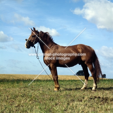 Frederiksborg showing old fashioned Danish head collar,  tethered in field