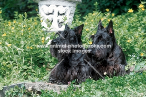 two Scottish Terriers sitting in garden