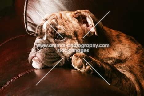Bulldog pup resting on sofa