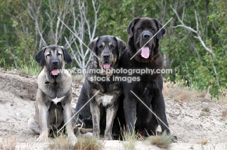 three Spanish Mastiffs (Mastin Espanol)