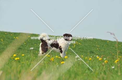 Wetterhound in field