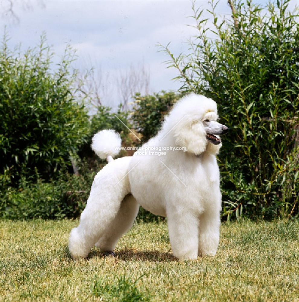 white standard poodle in puppy clip